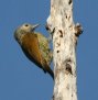 [Grey-crowned Woodpecker]