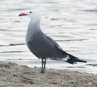 [Heerman's Gull]