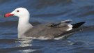 [Heerman's Gull]