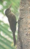 [Ivory-billed Woodcreeper]