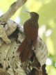 [Ivory-billed Woodcreeper]