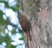 [Ivory-billed Woodcreeper]