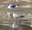 [Laughing Gull]