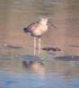 [Long-billed Curlew (imm)]