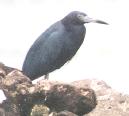 [Little blue Heron]