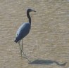 [Little-blue Heron]