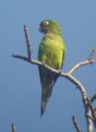 [Lilac-crowned Parrot]