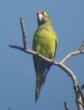 [Lilac-crowned Parrot]