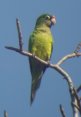 [Lilac-crowned Parrot]