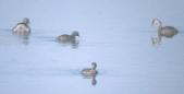 [Least Grebe]