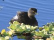 [Least Grebe]