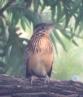 [Lesser Roadrunner]