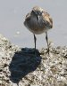 [Least Sandpiper]