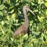 [Limpkin]