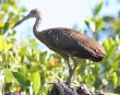 [Limpkin]