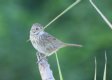 [lincoln's Sparrow]