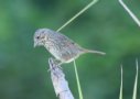 [lincoln's Sparrow]