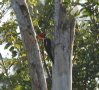 [Linneated Woodpecker]