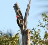 [Linneated Woodpecker]