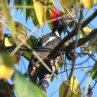 [Linneated Woodpecker]