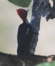 [Lineated Woodpecker]