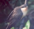 [Mangrove Cuckoo]