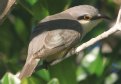 [Mangrove Cuckoo]