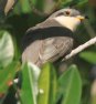 [Mangrove Cuckoo]