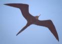 [Magnificent Frigatebird]