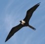 [Magnificent Frigatebird]