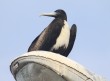 [Magnificent Frigatebird]