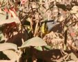[MacGilivray's Warbler]