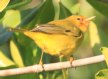 [Mangrove (Yellow) Warbler]