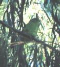 [Mexican Parrotlet]