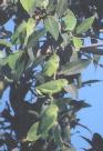 [Mexican Parrotlet]