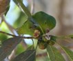 [Mexican Parrotlet]