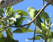 [Mexican Parrotlet]