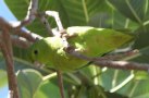 [Mexican Parrotlet]