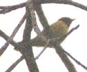 [Mangrove (Yellow) Warbler]