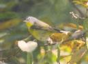 [Nashville Warbler]