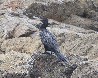 [Neotropic Cormorant]