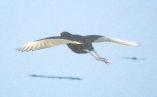 [Northern Jacana]