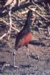 [Northern Jacana]