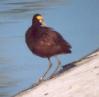 [Northern Jacana]