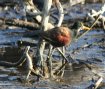 [Northern Jacana]