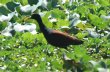 [Northern Jacana]