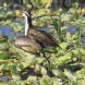 [Northern Jacana]