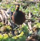 [Northern Jacana]