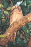 [Northern Potoo]