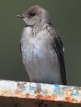 [Northern Rough-winged Swallow]